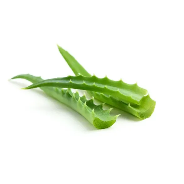 Aloe vera feuille (pièce) Bio