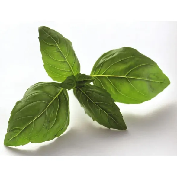 Basilic botte Bio