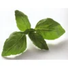 Basilic Citron botte Bio