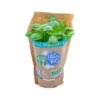 Basilic Pot Bio