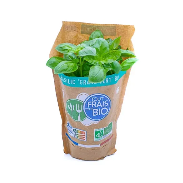 Basilic Pot Bio