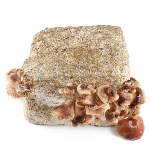 Bloc à cultiver Shiitake Bio