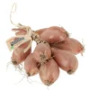 Échalote Tresse Bio