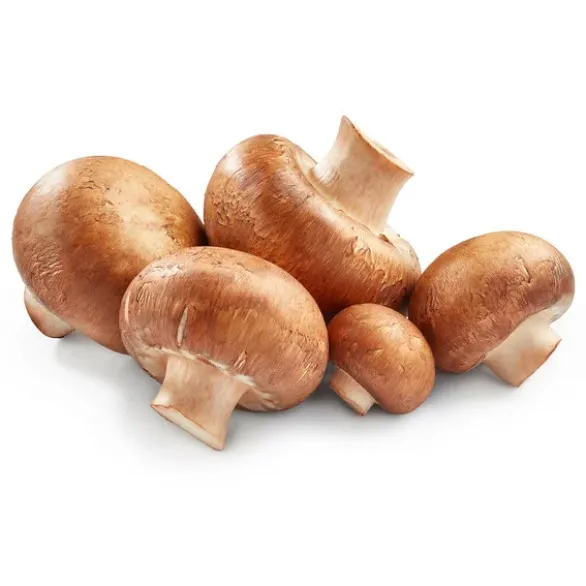 Champignon Blond Bio