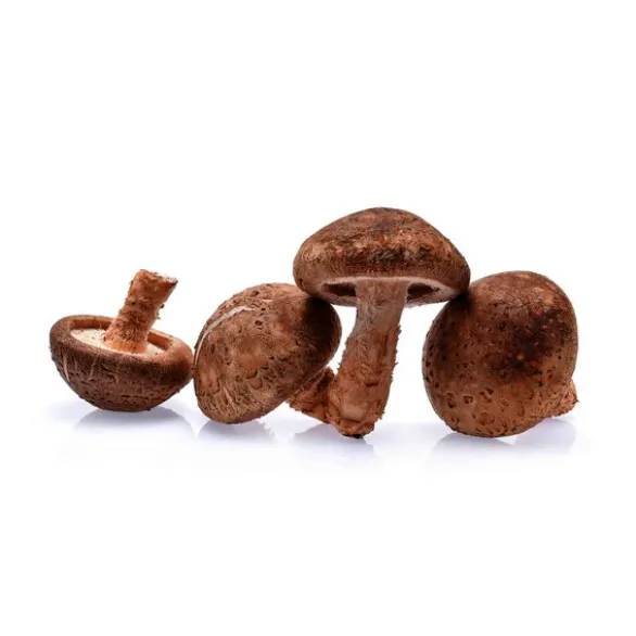 Champignon Shiitaké Bio