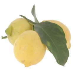 Citron Feuille Corse Bio