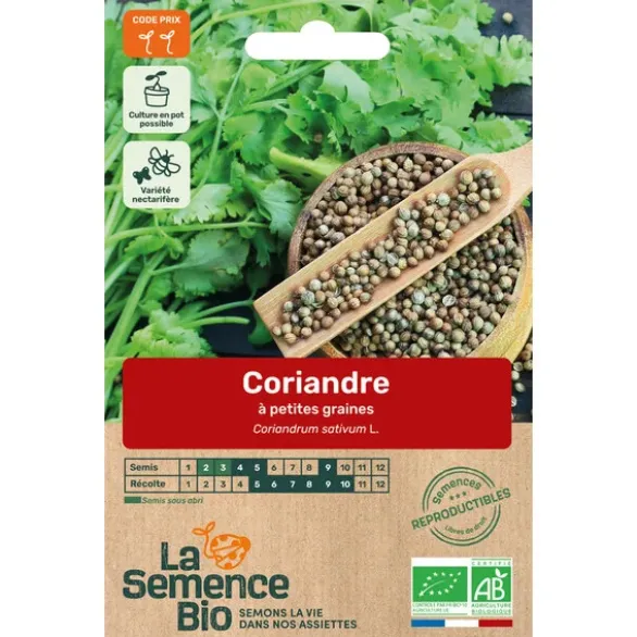 Coriandre petite graine semence 2,2g