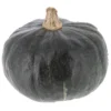 Courge Buttercup Bio