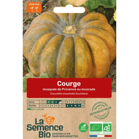 Courge musquée Butternut semence 1,5g