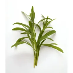 Estragon botte Bio