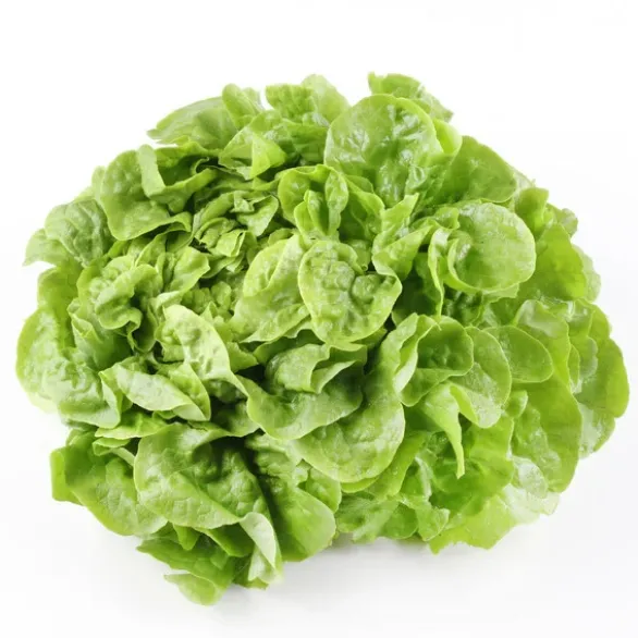 Feuille de Chêne Blonde (pièce) Bio