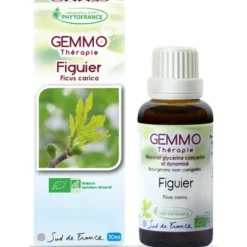 Figuier (Ficus carica)