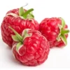 Framboise Barquette 125 gr Bio
