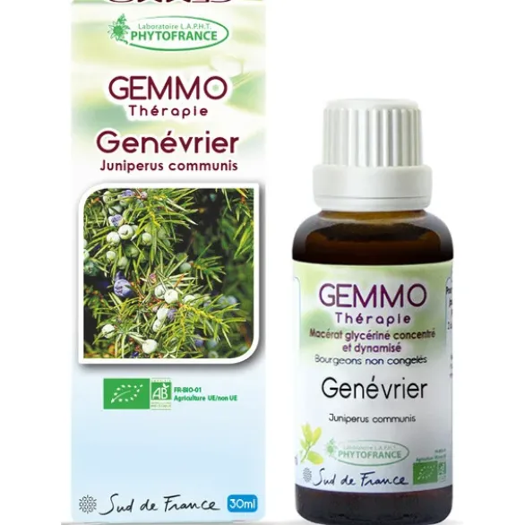 Genévrier (Juniperus communis)