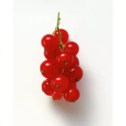 Groseille Bio