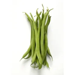 Haricot Vert Bio