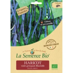 Haricot violet à rame Blauhilde semence 50g