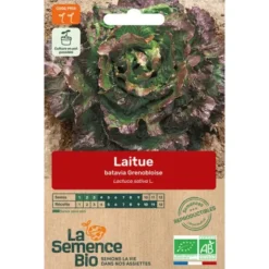 Laitue batavia Grenobloise semence 0,55g