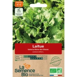 Laitue batavia Reine Glace semence 0,55g