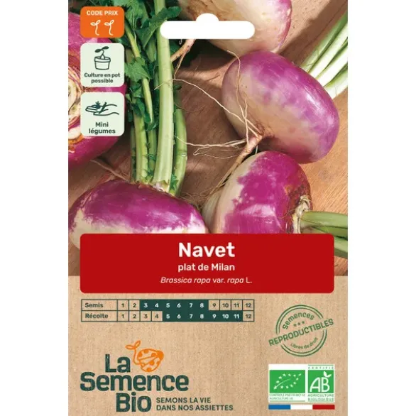 Navet plat de Milan semence 1g