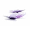 Papillon violet (5)