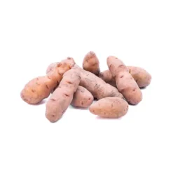 Pomme de terre de consommation à chair fermeCorne de Gatte Bio