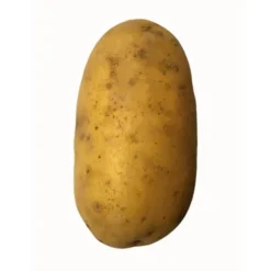 Pomme de terre de consommation à chair fermeCharlotte Bio