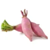 Radis Rose Long Bio