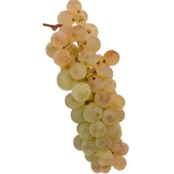 Raisin de table Blanc Chasselas Bio