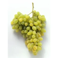 Raisin de table Blanc Italia Bio