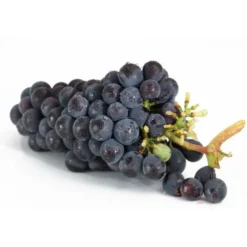 Raisin de table Noir Ribol Bio