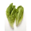 Romaine (pièce) Bio