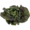 Rougette (pièce) Bio