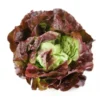 Salade Laitue Rouge (pièce) Bio
