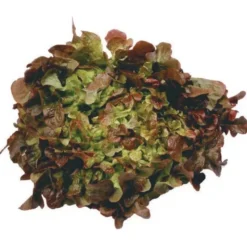 Salade Rouge (pièce) Bio