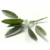 Sauge botte Bio